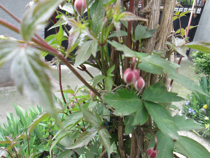 clematis montana - flori in aprilie 2014