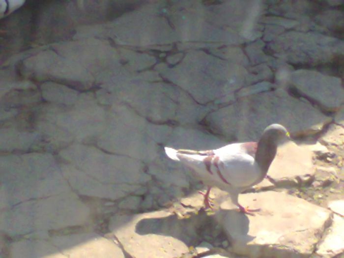 Fotografie0229 - Standard Romanesc