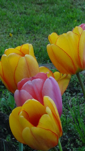 2014-04-19cu multa ploaie