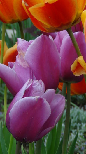 2014-04-19holand beauty