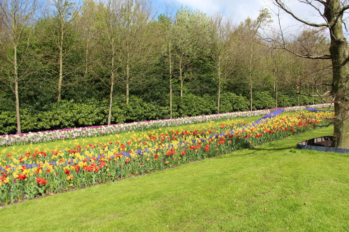 IMG_0004 - Keukenhof 2014