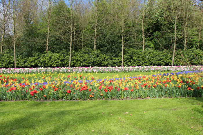 IMG_0008 - Keukenhof 2014