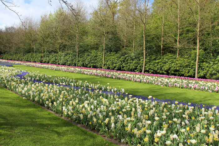 IMG_0012 - Keukenhof 2014