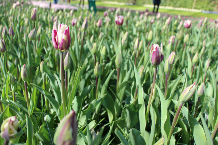 IMG_0015 - Keukenhof 2014