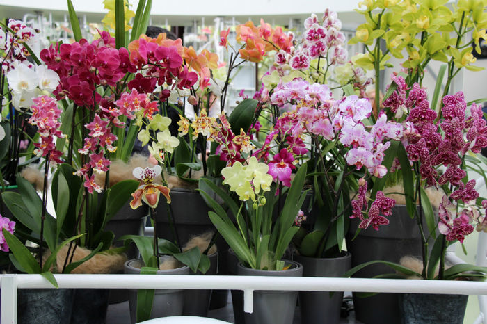 IMG_0059 - Keukenhof 2014