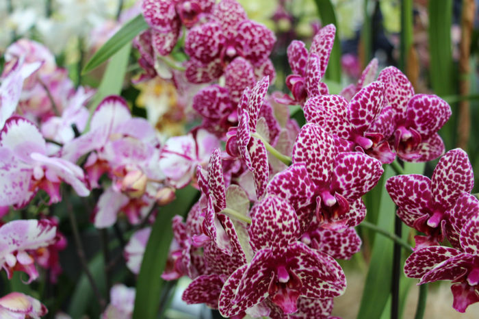 IMG_0060 - Keukenhof 2014