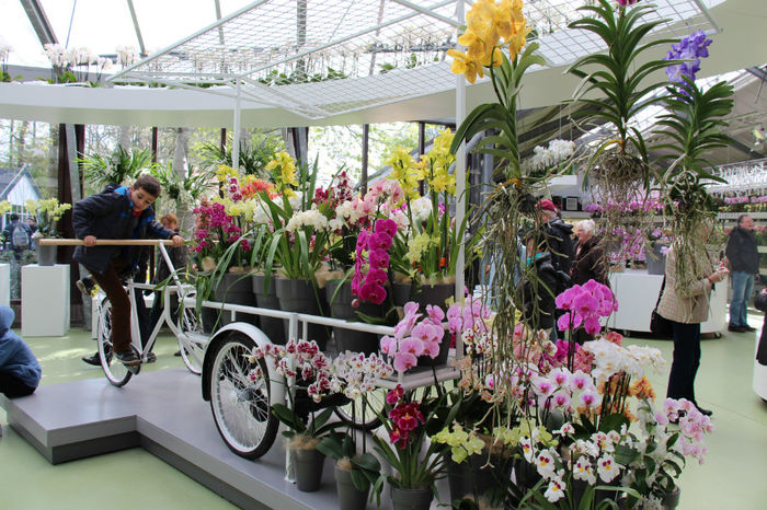 IMG_0062 - Keukenhof 2014