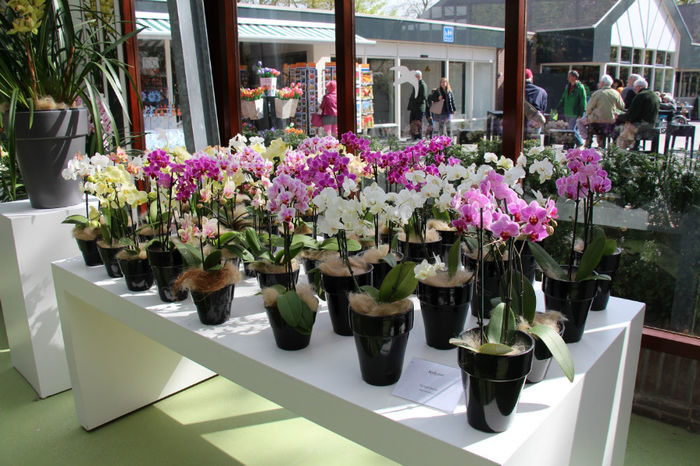 IMG_0064 - Keukenhof 2014