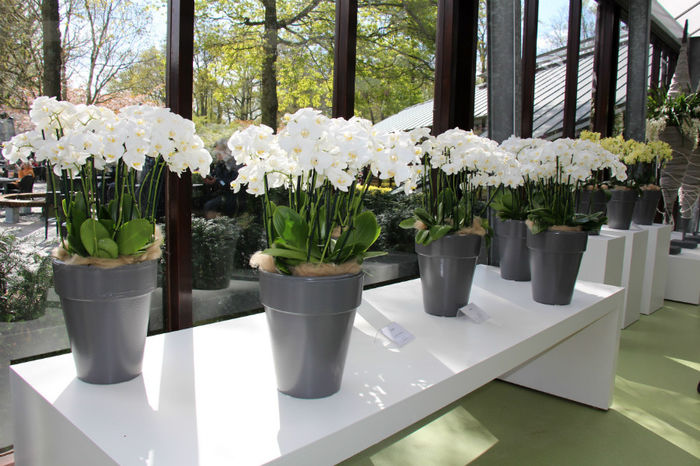 IMG_0065 - Keukenhof 2014