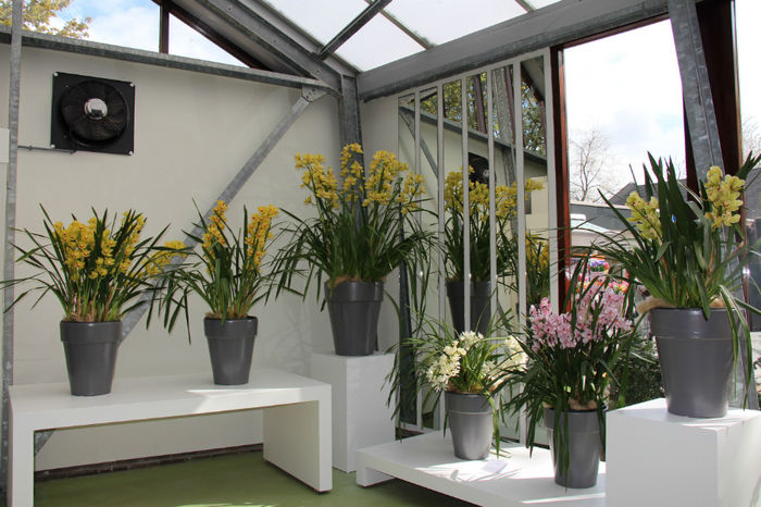 IMG_0066 - Keukenhof 2014