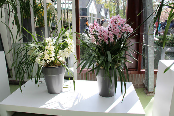 IMG_0068 - Keukenhof 2014