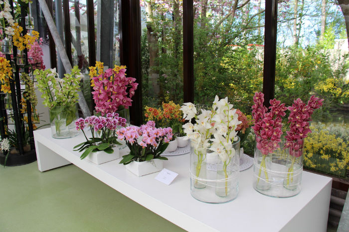 IMG_0073 - Keukenhof 2014