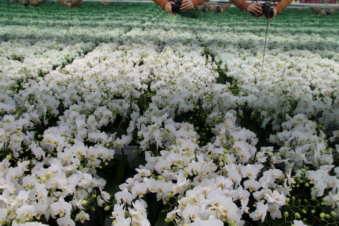 IMG_0075 - Keukenhof 2014
