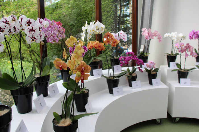 IMG_0102 - Keukenhof 2014