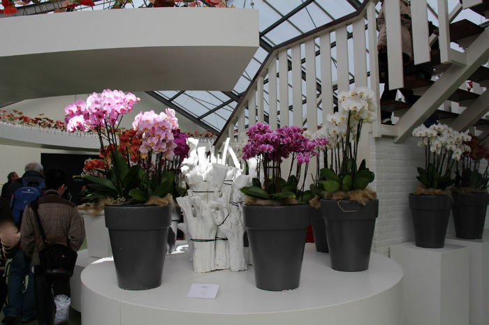 IMG_0108 - Keukenhof 2014