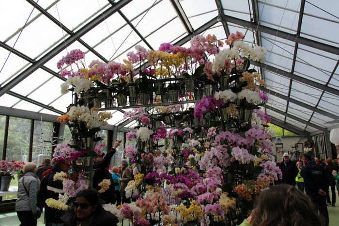 IMG_0109 - Keukenhof 2014