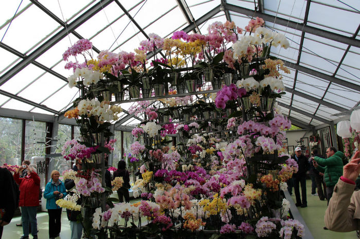 IMG_0110 - Keukenhof 2014