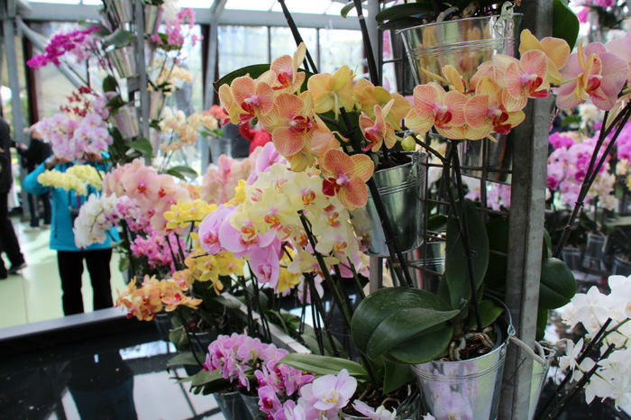 IMG_0111 - Keukenhof 2014