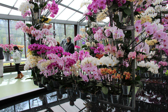 IMG_0112 - Keukenhof 2014