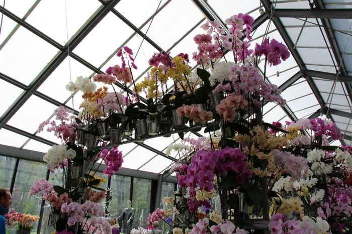 IMG_0113 - Keukenhof 2014