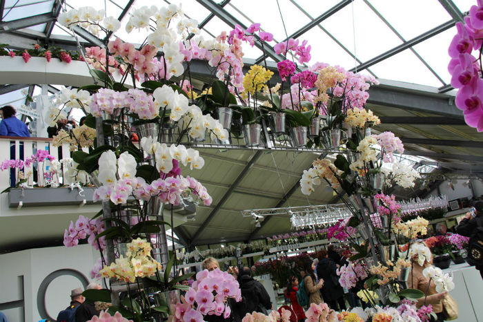 IMG_0115 - Keukenhof 2014