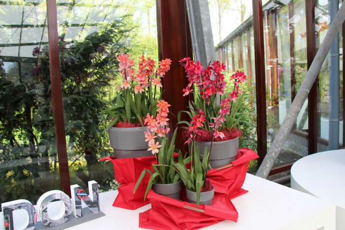 IMG_0116 - Keukenhof 2014