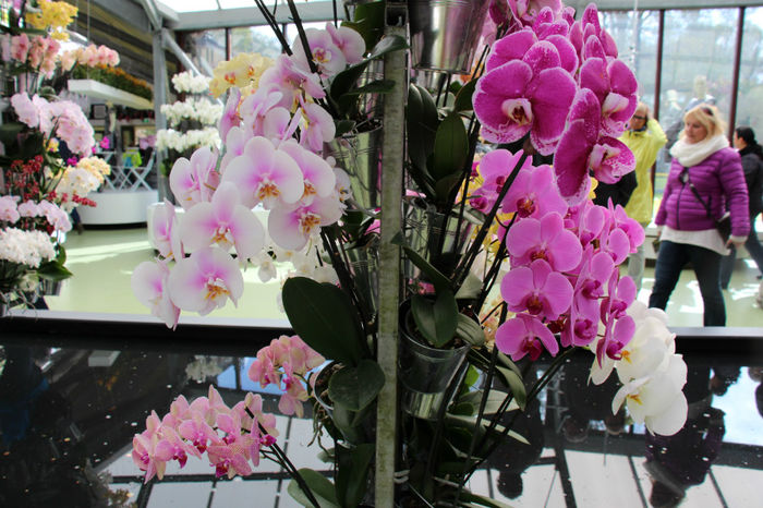 IMG_0119 - Keukenhof 2014