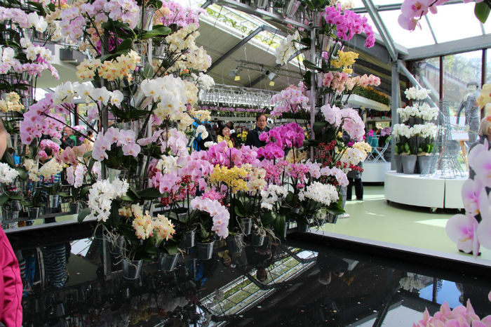 IMG_0120 - Keukenhof 2014