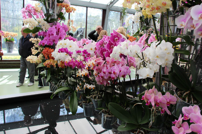 IMG_0122 - Keukenhof 2014