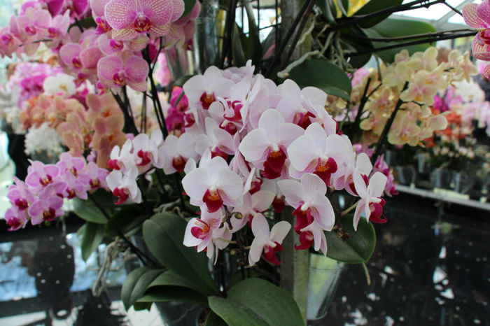 IMG_0123 - Keukenhof 2014