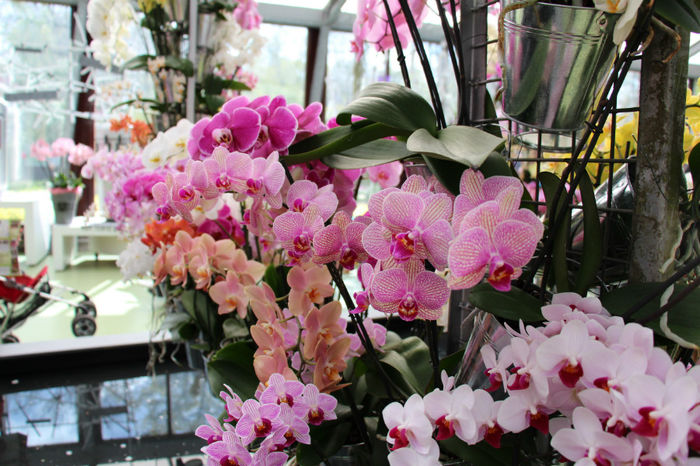 IMG_0125 - Keukenhof 2014