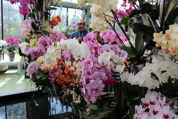 IMG_0127 - Keukenhof 2014
