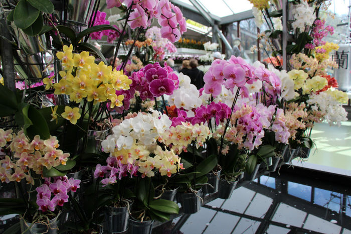 IMG_0128 - Keukenhof 2014