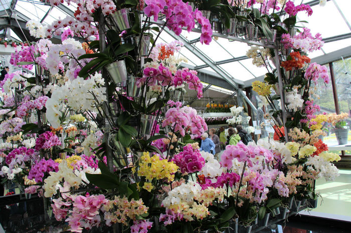 IMG_0129 - Keukenhof 2014