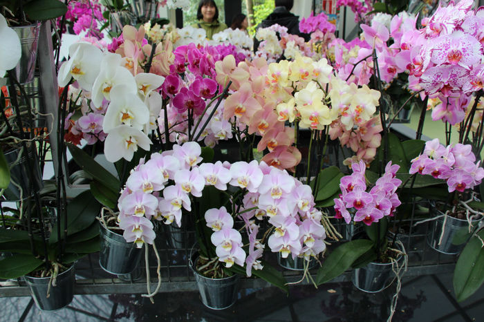 IMG_0131 - Keukenhof 2014
