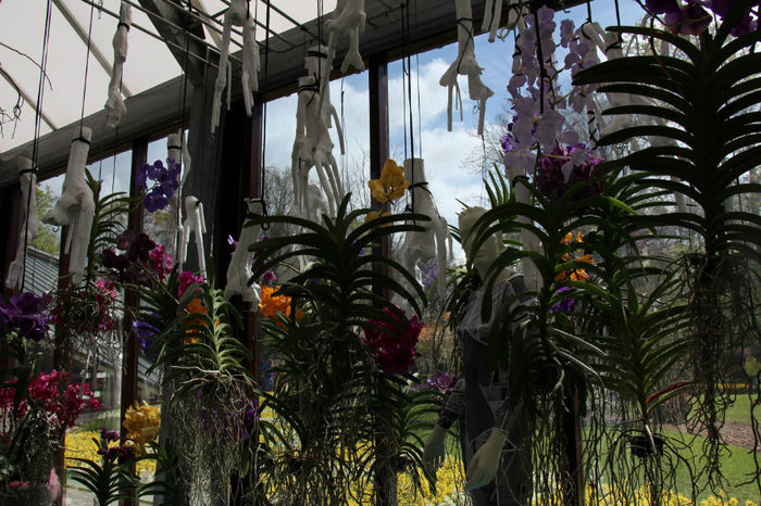 IMG_0139 - Keukenhof 2014