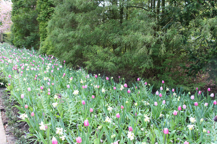 IMG_0211 - Keukenhof 2014