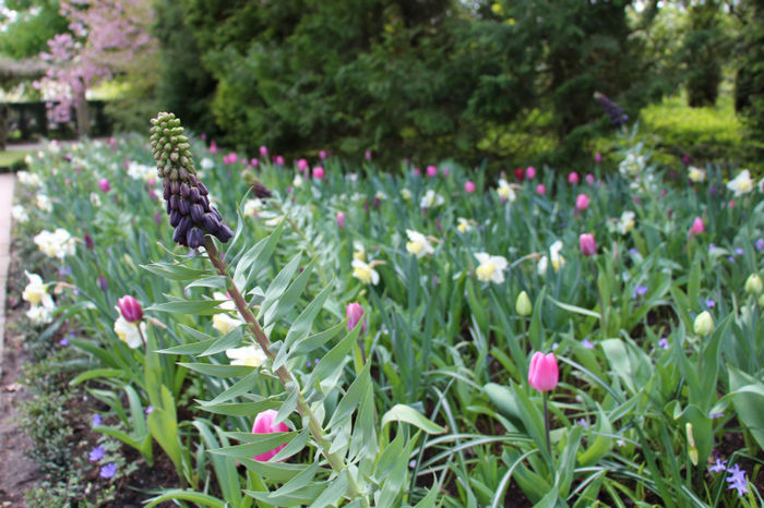IMG_0212 - Keukenhof 2014