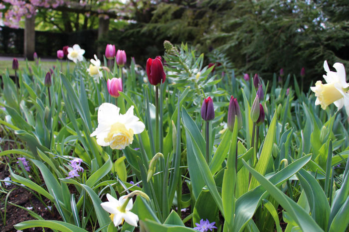 IMG_0213 - Keukenhof 2014