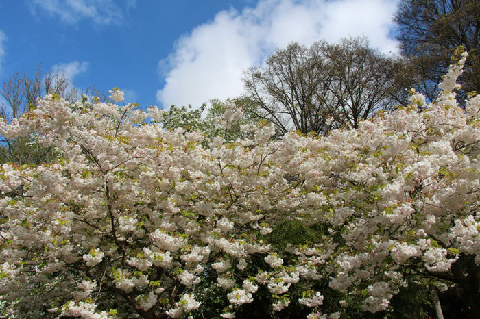 IMG_0217 - Keukenhof 2014