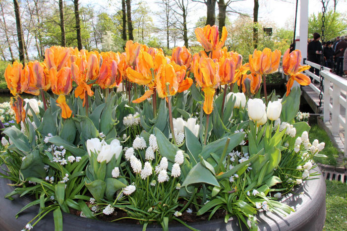 IMG_0221 - Keukenhof 2014