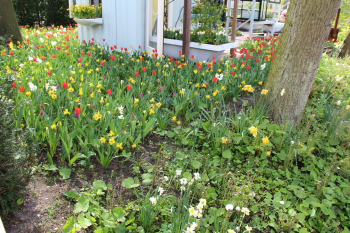 IMG_0225 - Keukenhof 2014