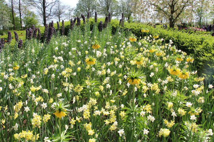 IMG_0228 - Keukenhof 2014