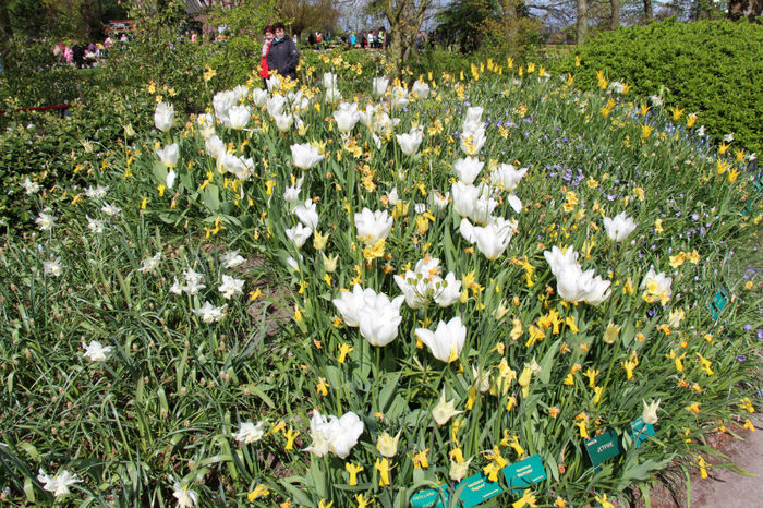 IMG_0229 - Keukenhof 2014