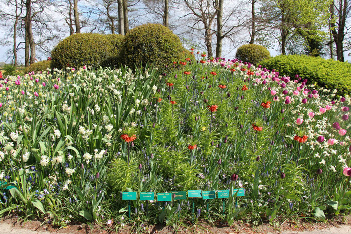 IMG_0230 - Keukenhof 2014