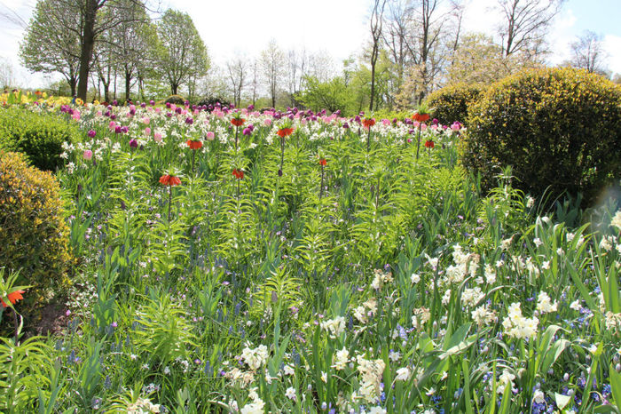IMG_0232 - Keukenhof 2014