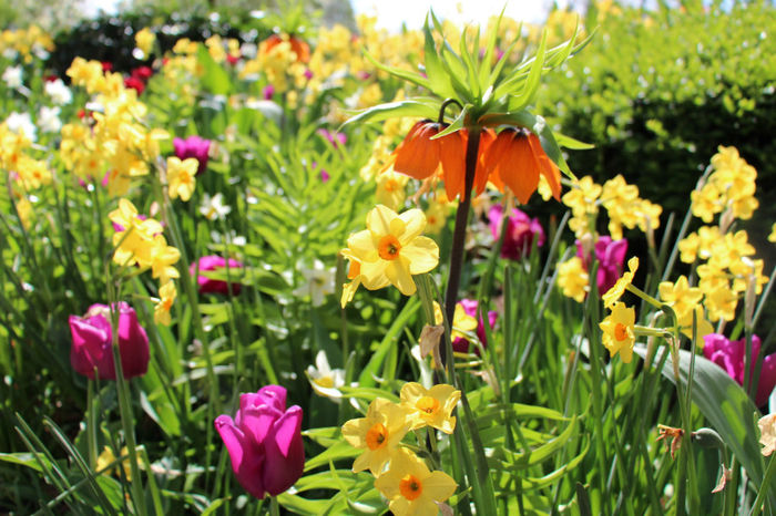 IMG_0233 - Keukenhof 2014