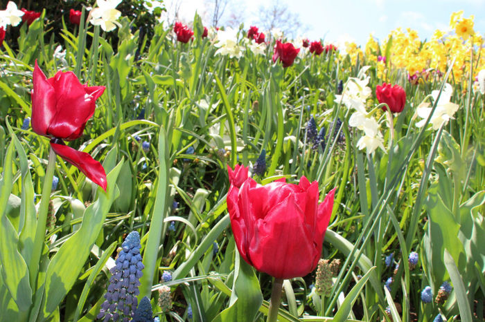 IMG_0234 - Keukenhof 2014