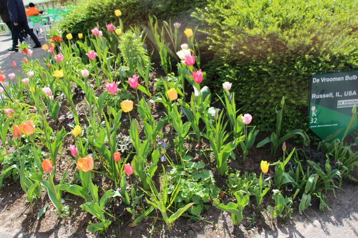 IMG_0238 - Keukenhof 2014