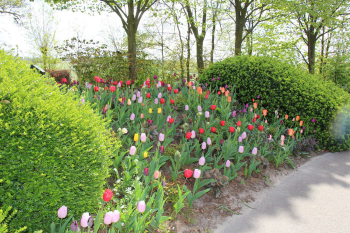 IMG_0239 - Keukenhof 2014